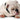Dog Itchy Paws