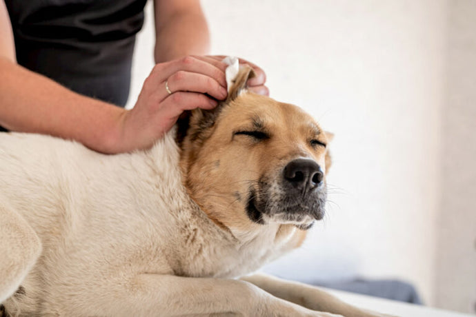 ¿Por qué es importante el cuidado de los oídos de nuestras mascotas?